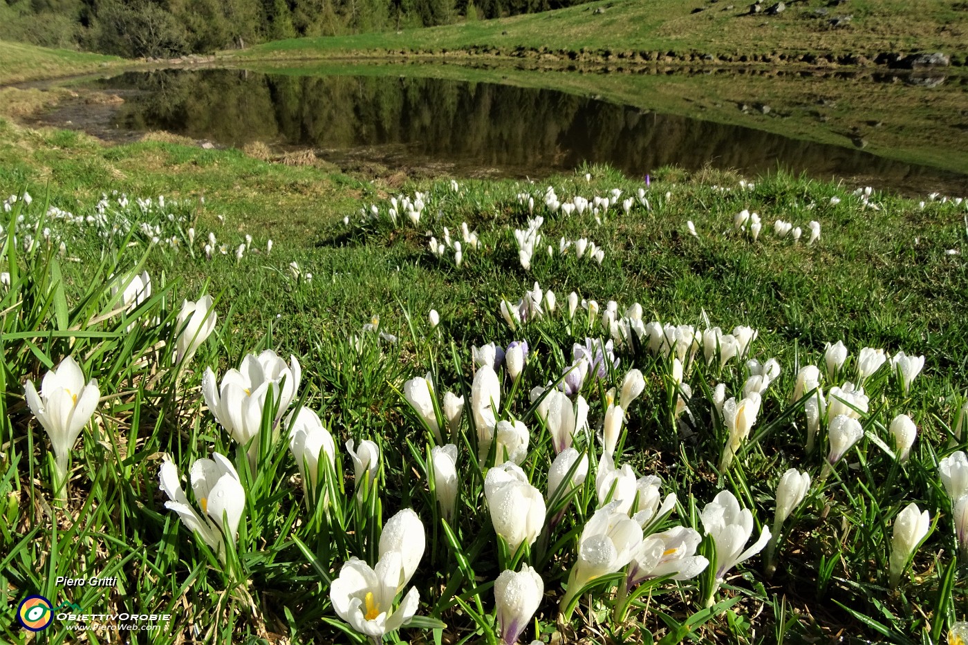 14 Crocus alla prima pozza.JPG